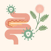 Gut and immune system connection illustration